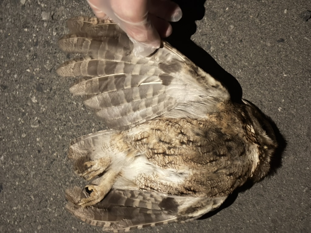 ミミズクのロードキル個体の記録写真 2026年4月14日 1枚目