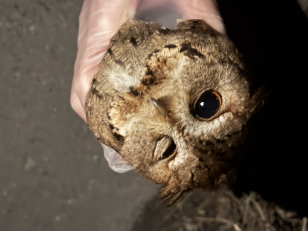 ミミズクのロードキル個体の記録写真 2026年4月14日 2枚目